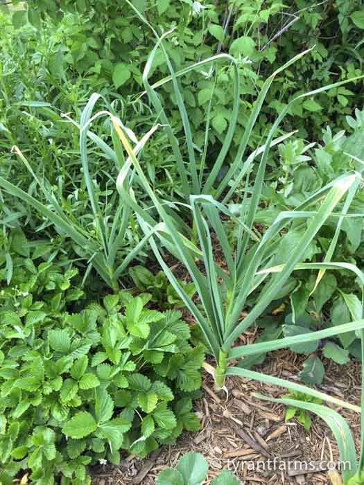 A Love Story Why and How to Grow Hardneck Garlic Tyrant Farms